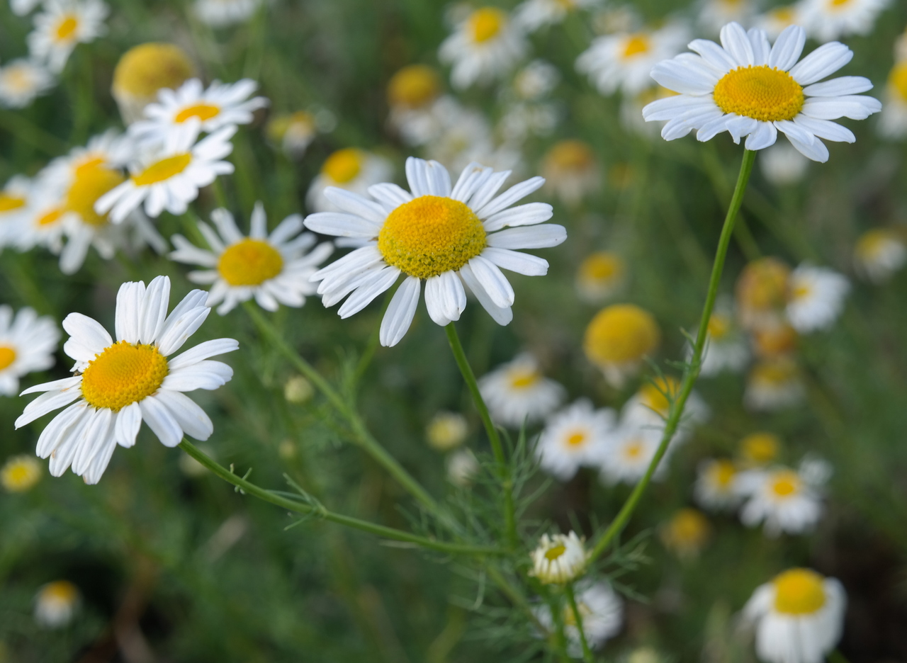 Изображение особи Tripleurospermum inodorum.