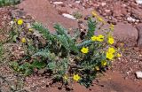 Potentilla sericea