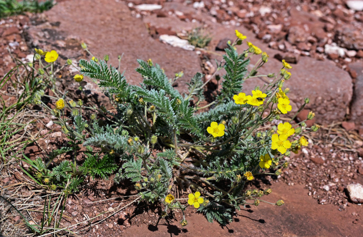 Image of Potentilla sericea specimen.