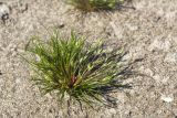 Juncus nastanthus. Зацветающее растение. Ленинградская обл., Кингисеппский р-н, Кургальский п-ов, побережье Финского зал., песчаный пляж, супралитораль. 19.06.2021.