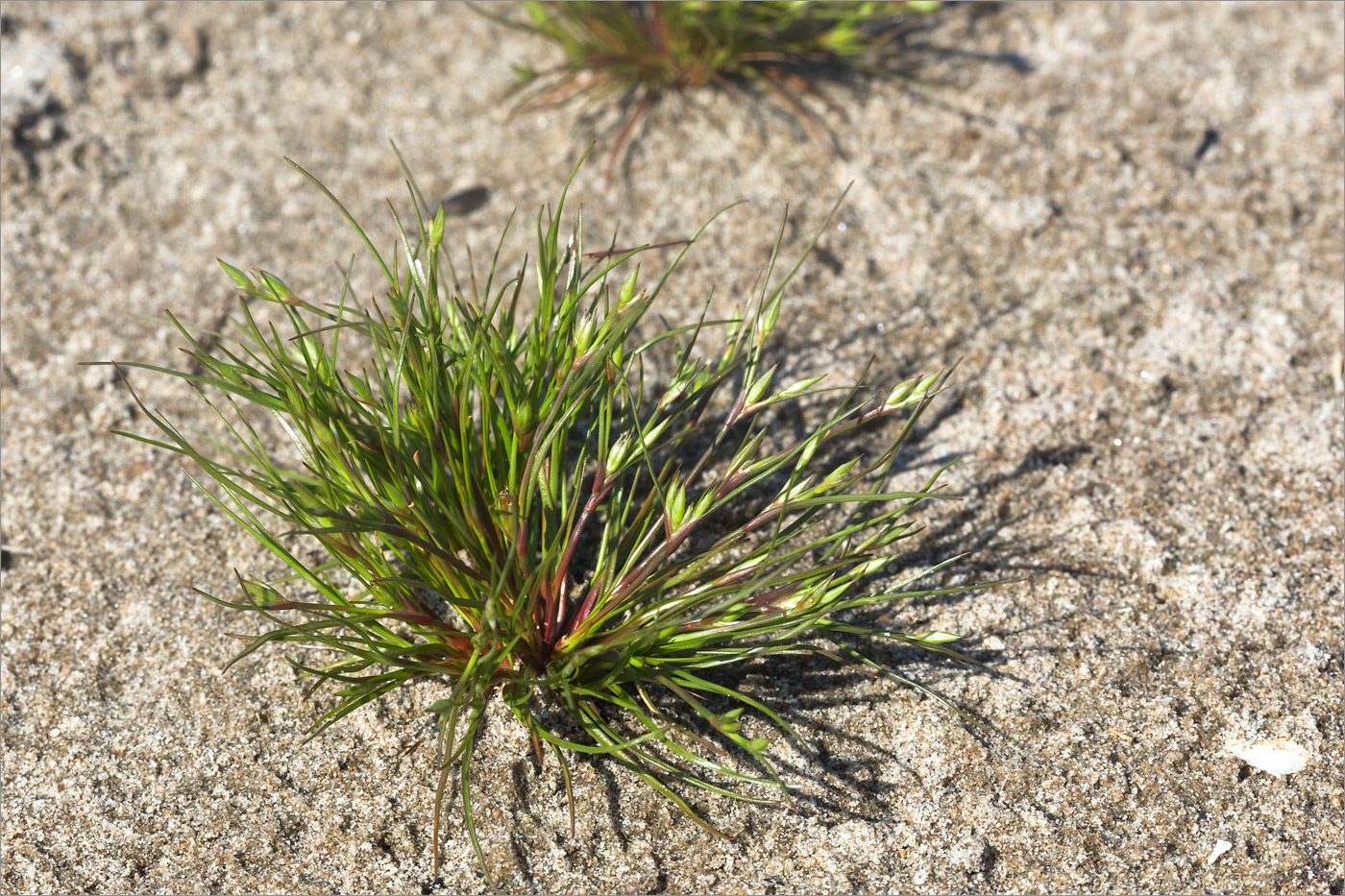 Image of Juncus nastanthus specimen.