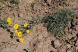 Anthemis tinctoria