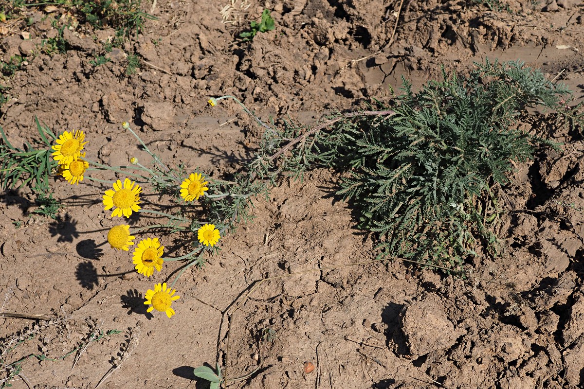 Image of Anthemis tinctoria specimen.