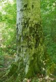 Fagus orientalis