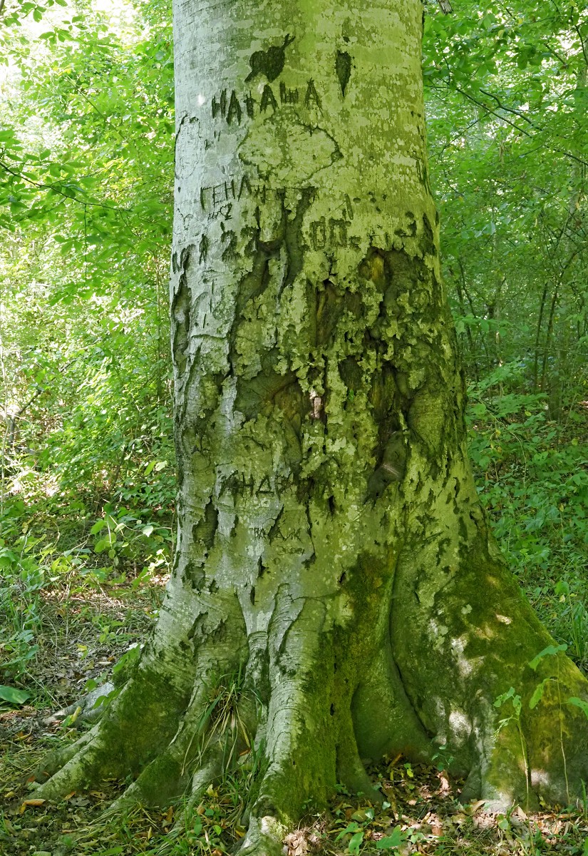 Изображение особи Fagus orientalis.