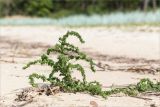 Atriplex calotheca. Плодоносящее(?) растение. Ленинградская обл., Кингисеппский р-н, окр. дер. Урмизно, берег Финского залива, песчаный пляж. 08.08.2021.