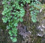 Adiantum capillus-veneris