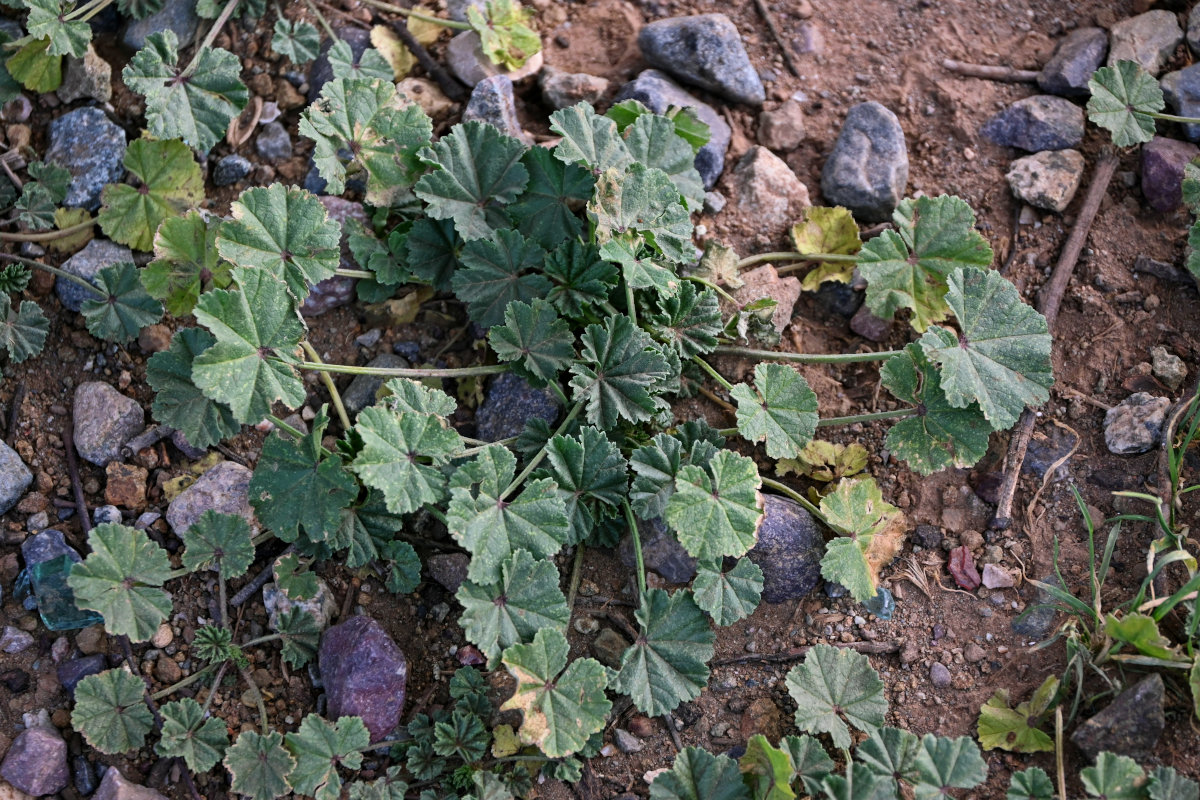 Image of genus Malva specimen.