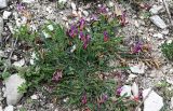 Astragalus buschiorum