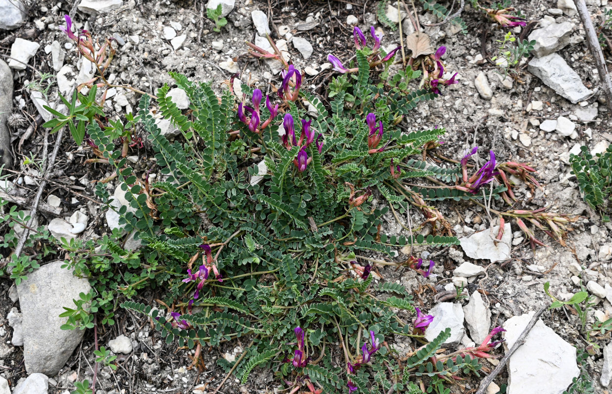 Image of Astragalus buschiorum specimen.