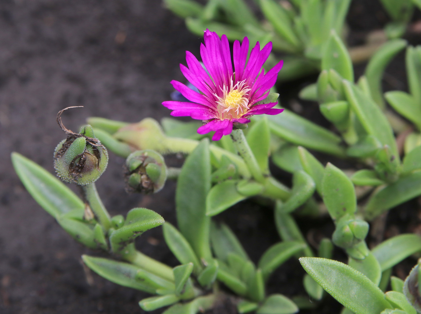 Image of Delosperma cooperi specimen.