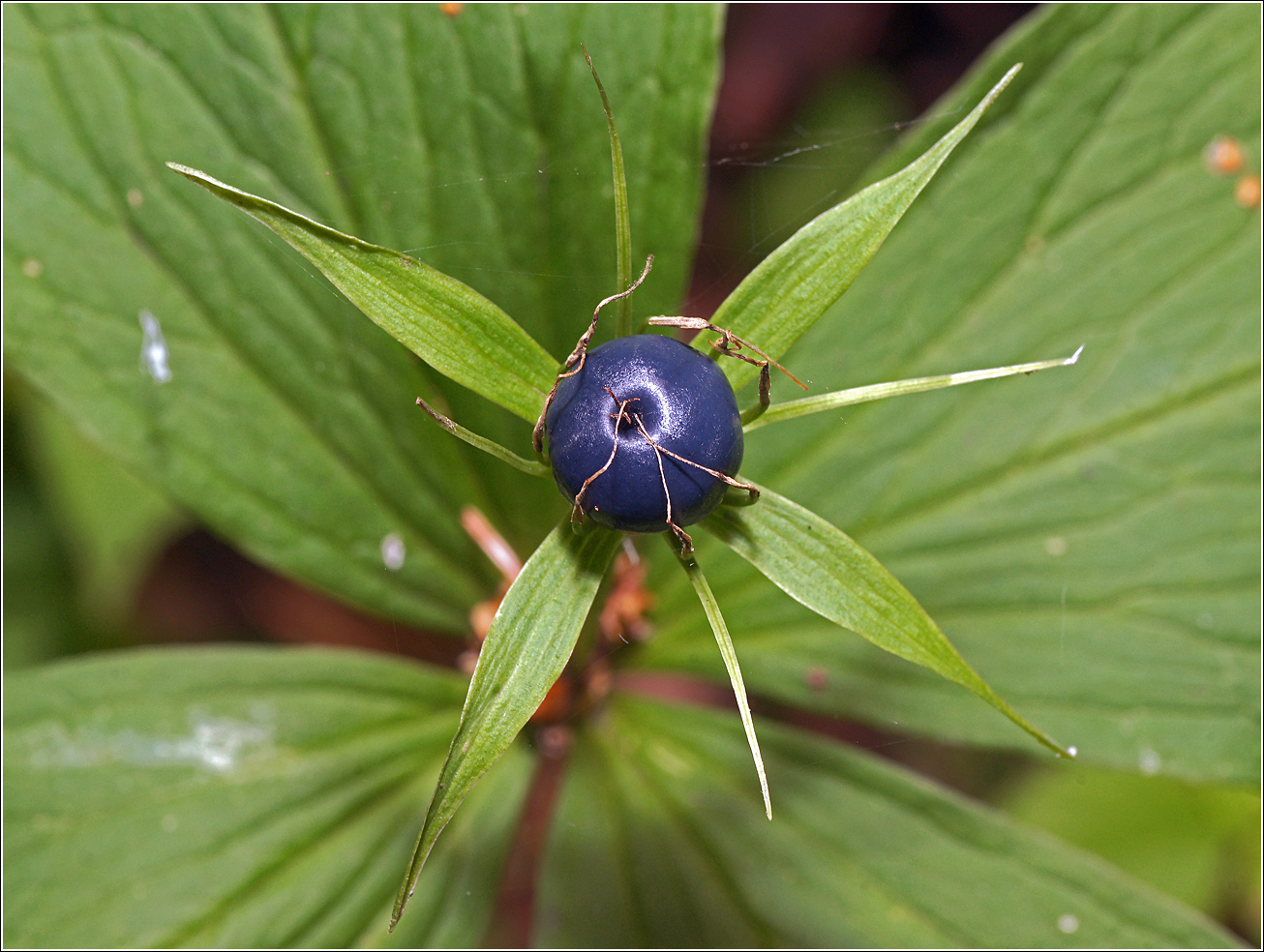 Image of Paris quadrifolia specimen.