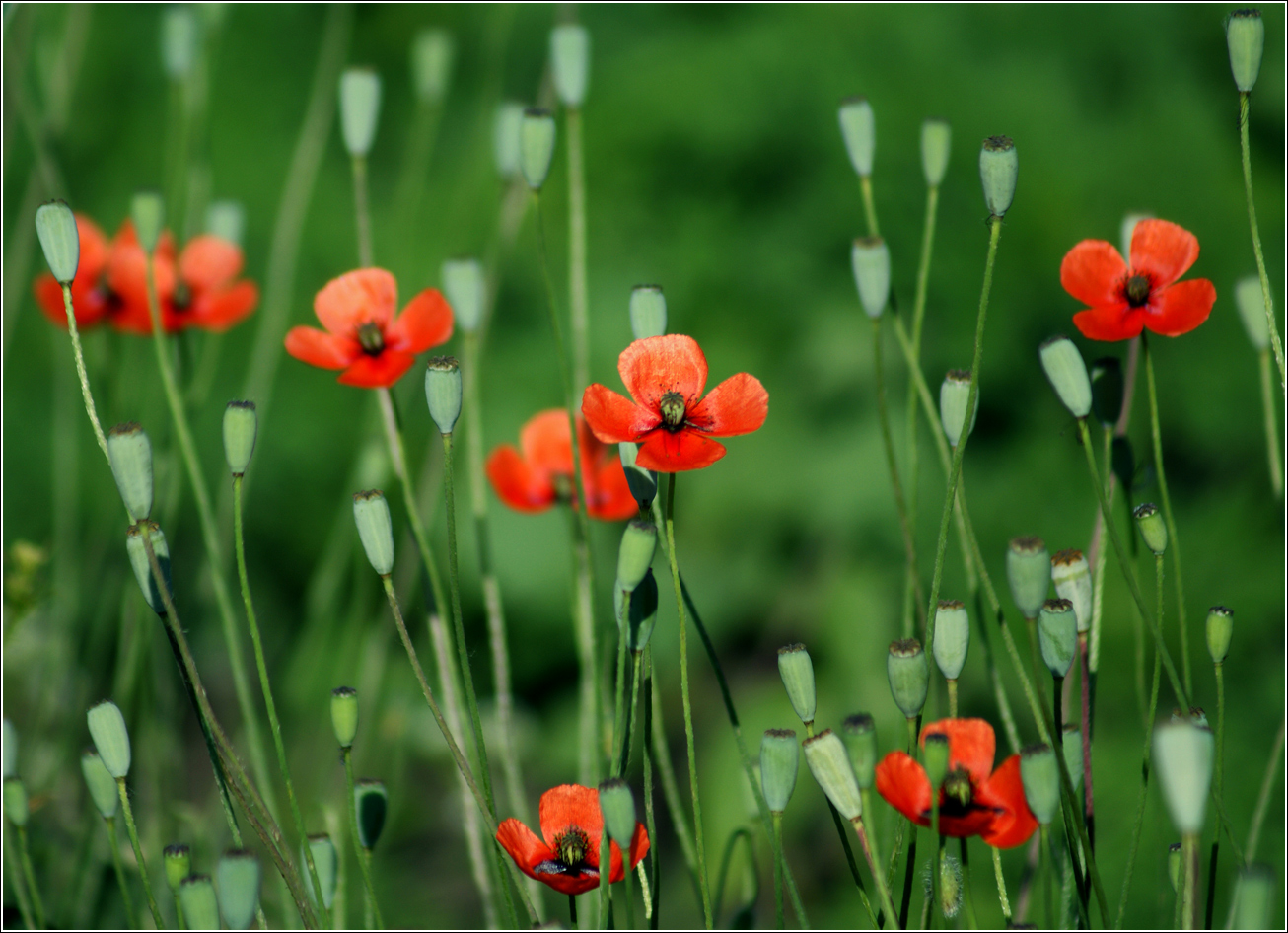 Изображение особи род Papaver.