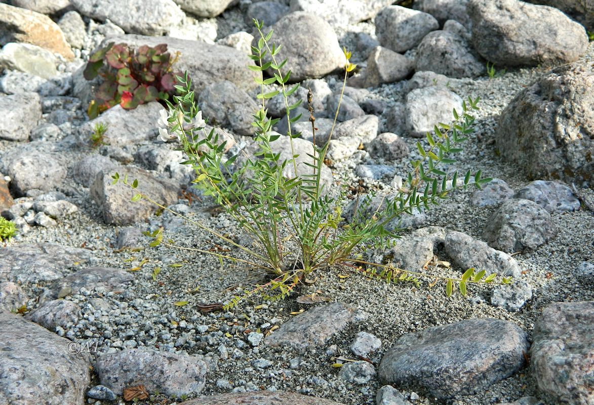 Image of Oxytropis sordida specimen.