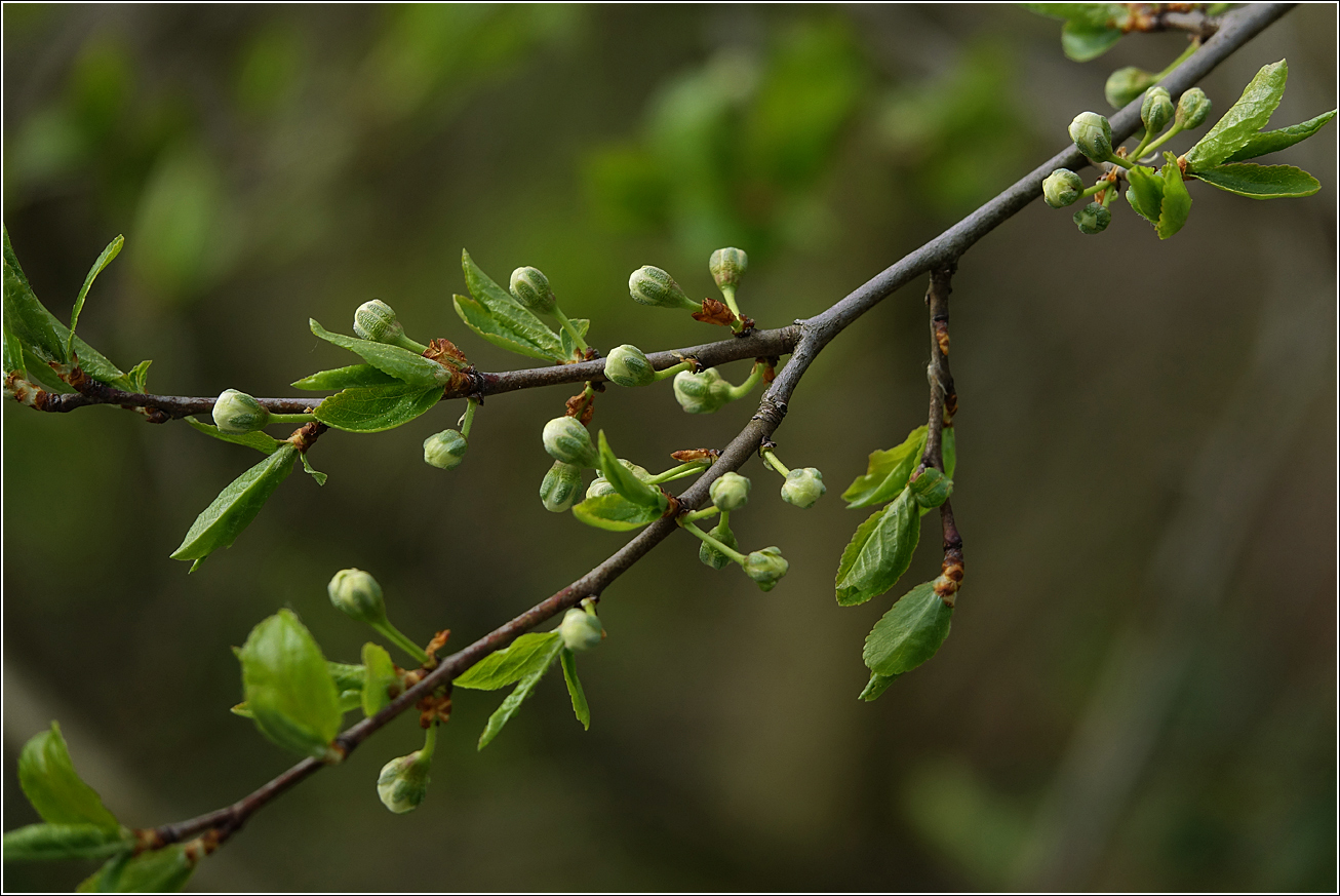 Изображение особи Prunus spinosa.