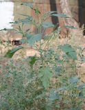 Cyclachaena xanthiifolia. Расцветающее растение. Московская обл., г. Железнодорожный. 02.08.2010.