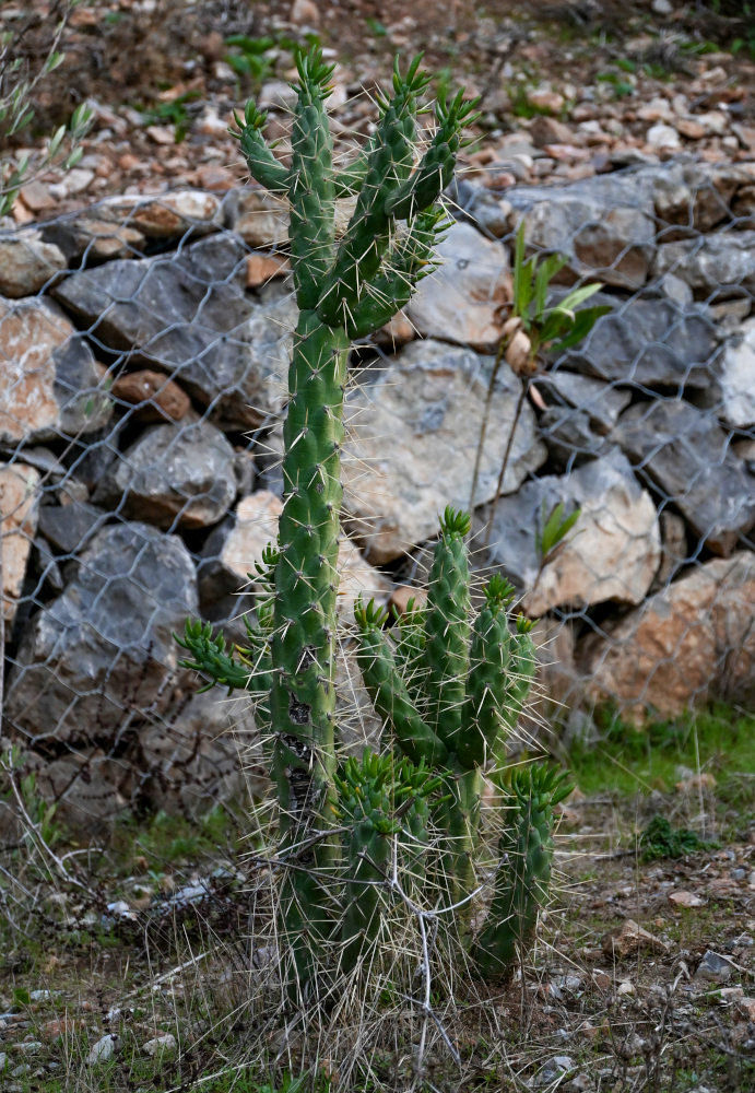 Изображение особи Austrocylindropuntia subulata.
