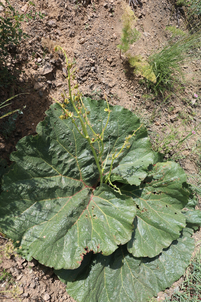 Image of Rheum ribes specimen.