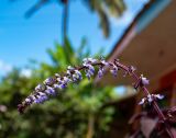 Coleus scutellarioides