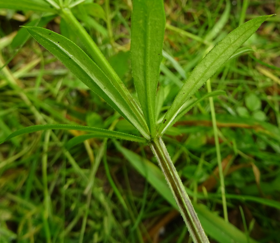 Изображение особи Galium aparine.