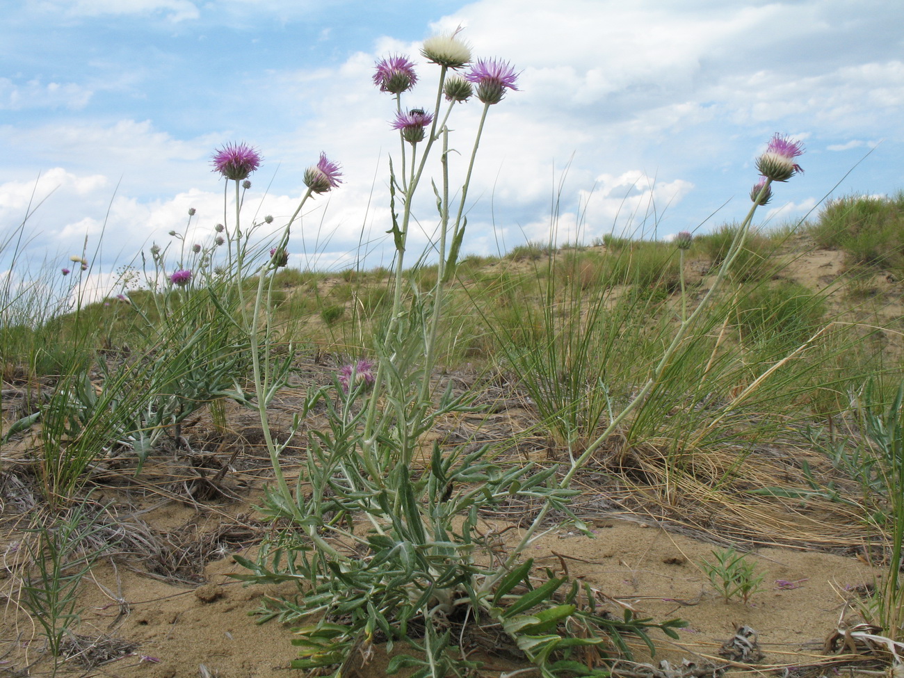 Изображение особи Jurinea xerophytica.