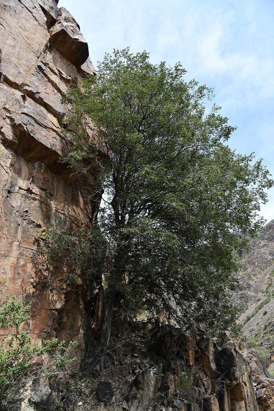 Image of Celtis caucasica specimen.