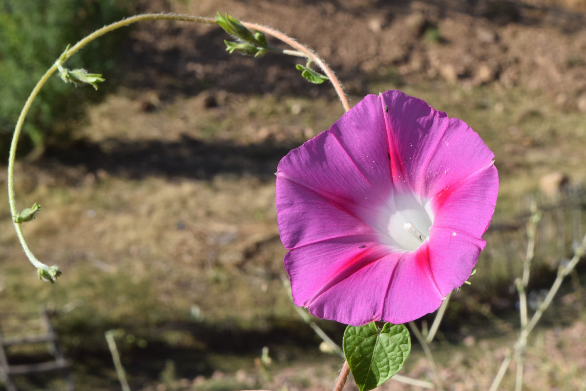 Image of Ipomoea purpurea specimen.