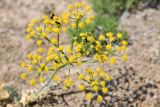 Ferula syreitschikowii. Соцветие с кормящимися жуками. Казахстан, Алматинская обл., горы Богуты, мелкозёмистый склон. 25 мая 2023 г.