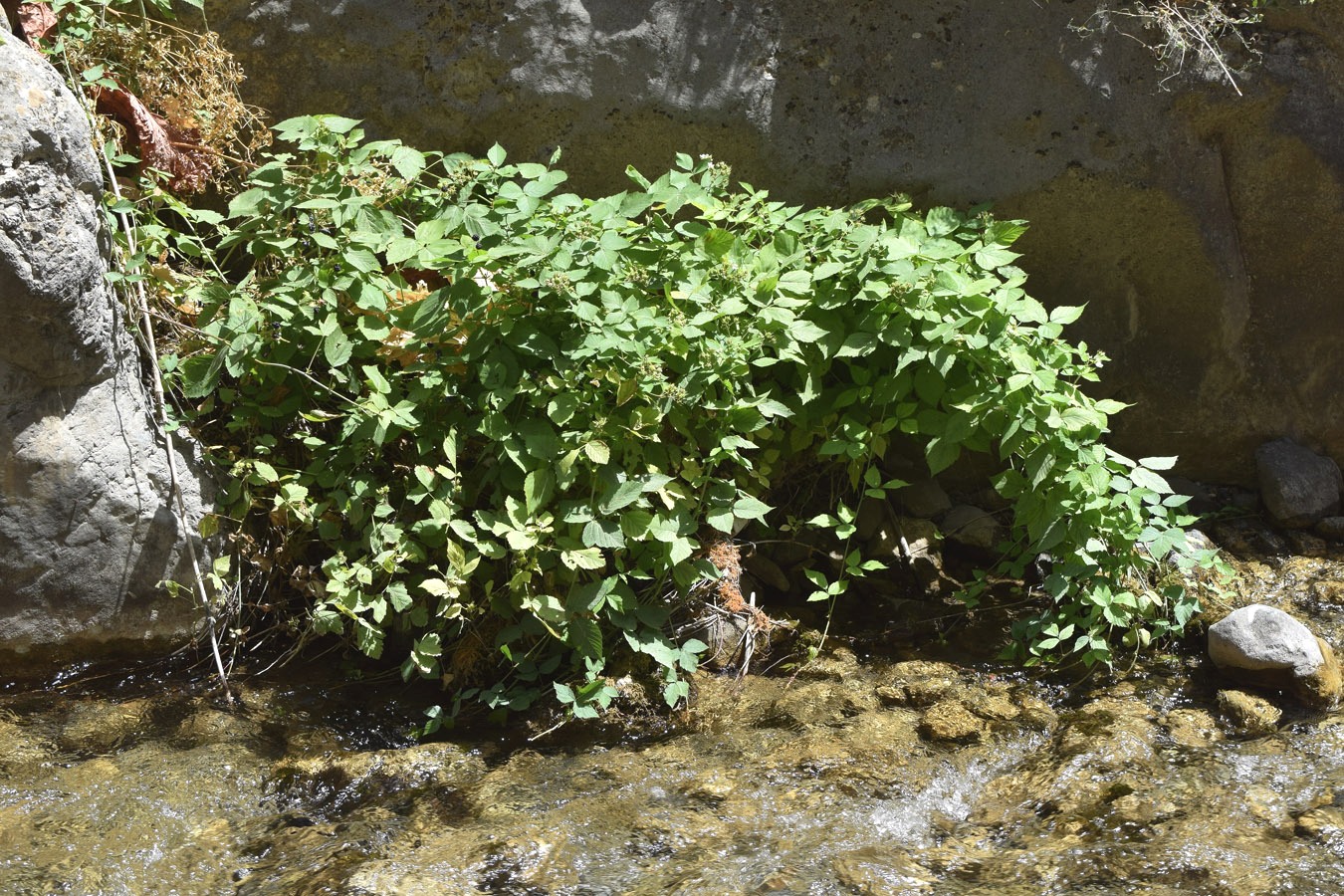 Image of Rubus caesius specimen.