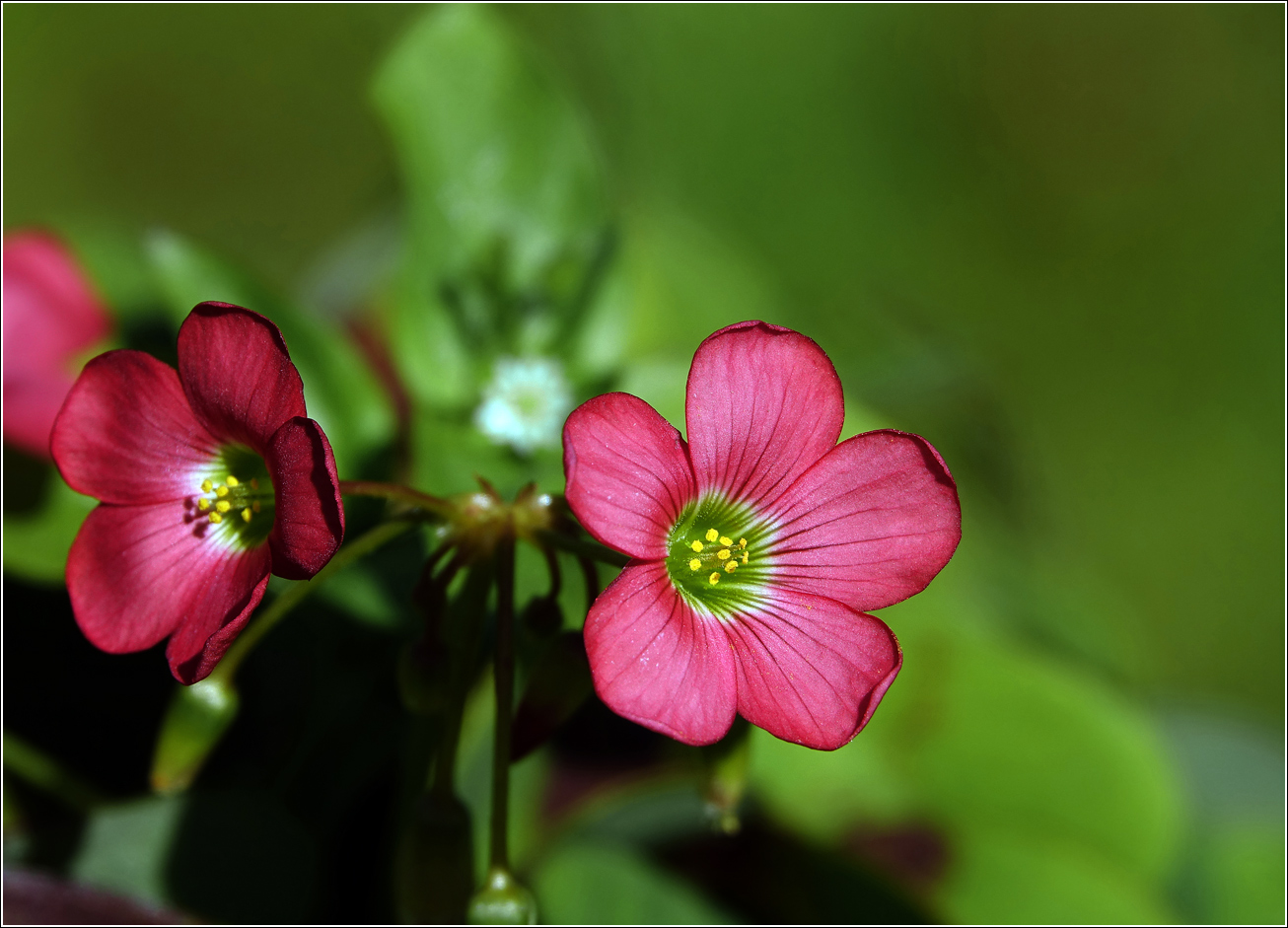 Изображение особи Oxalis tetraphylla.