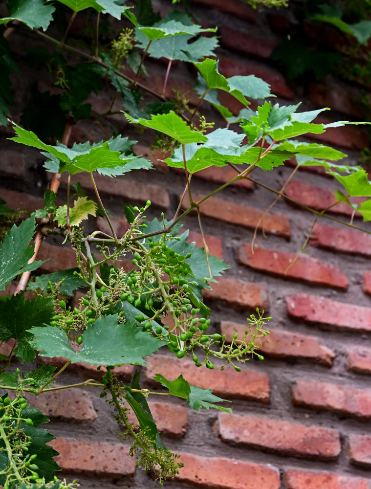 Изображение особи Vitis vinifera.