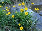 Ranunculus alajensis
