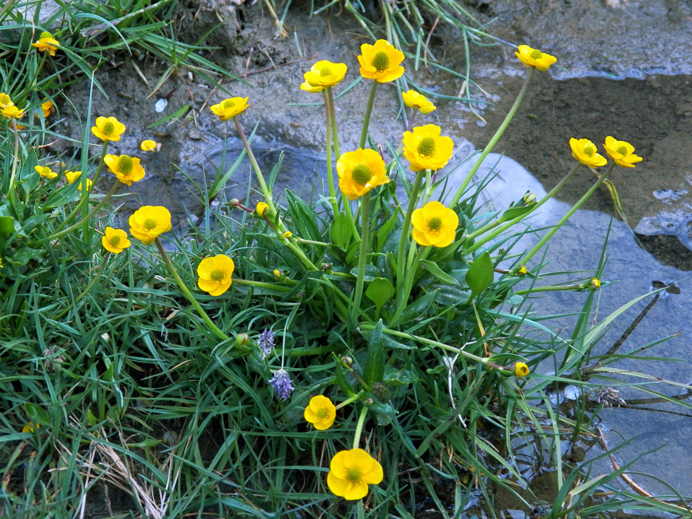 Изображение особи Ranunculus alajensis.