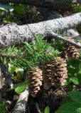 Picea obovata. Веточка с шишками, отходящая от ствола поваленного, но продолжающего расти дерева. Республика Саха (Якутия), Хангаласский улус, левый берег р. Сиинэ (Синяя), прирусловая осыпь, у основания скального выхода. 27.07.2023.