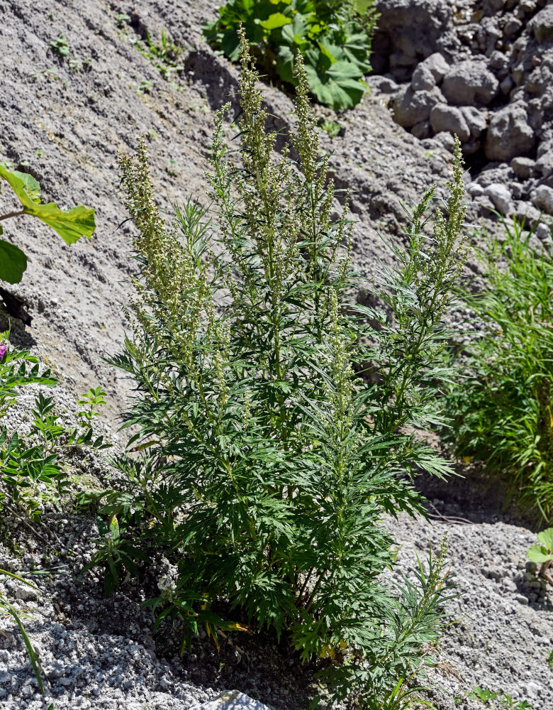 Изображение особи Artemisia montana.