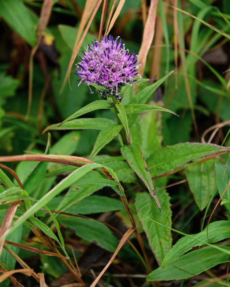 Изображение особи Saussurea sachalinensis.
