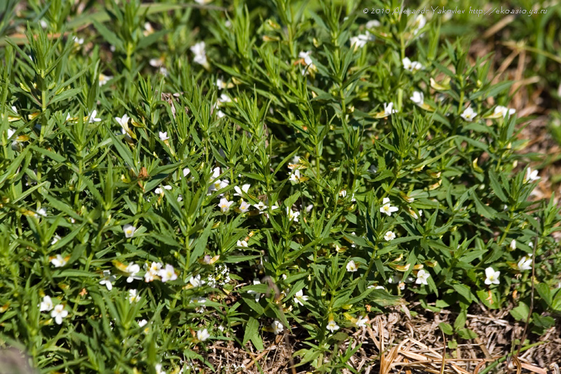 Изображение особи Gratiola officinalis.