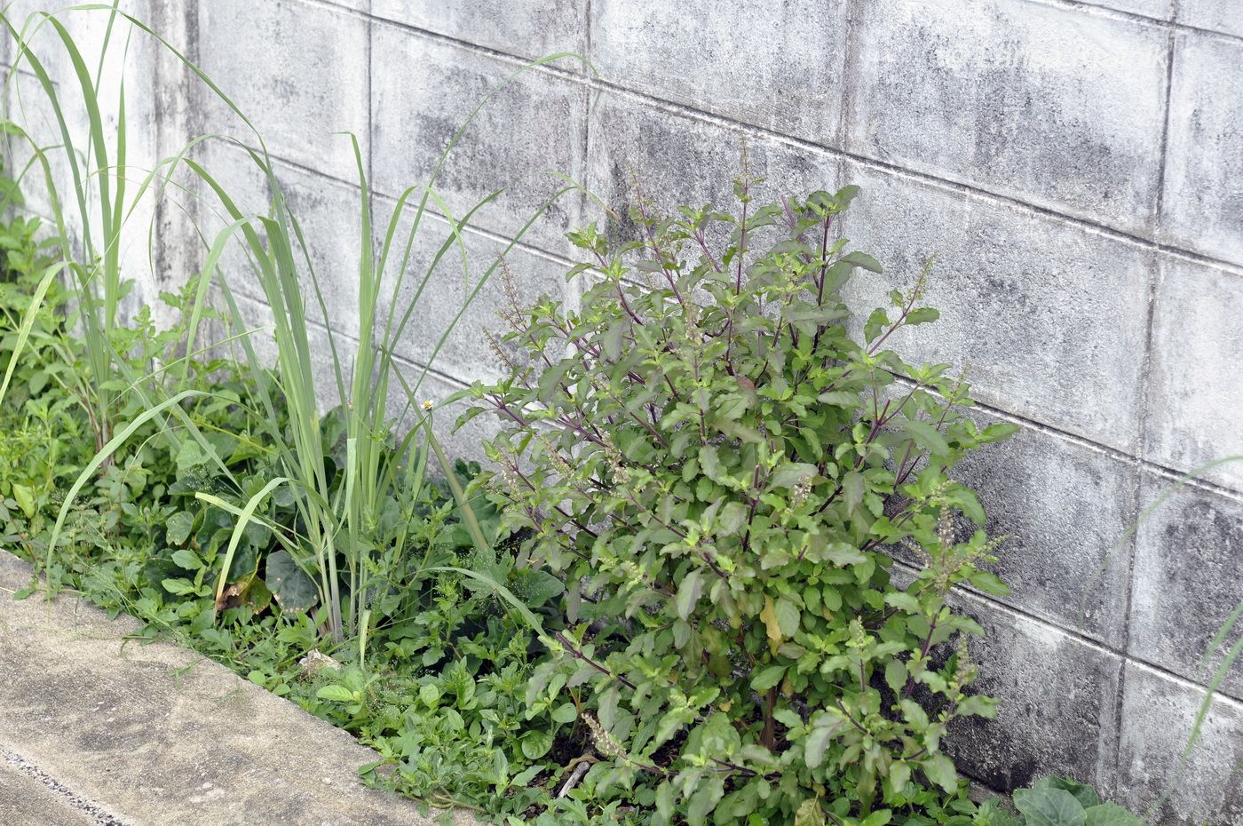 Image of Ocimum tenuiflorum specimen.