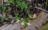 Scutellaria cordifrons