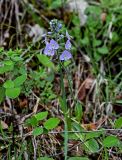 Veronica gentianoides