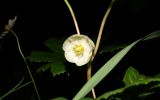 Podophyllum peltatum