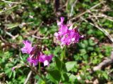 Lathyrus vernus. Соцветия. Краснодарский край, г/о Сочи, Хостинский р-н, гора Бытха, восточный склон, широколиственный лес. 02.04.2024.