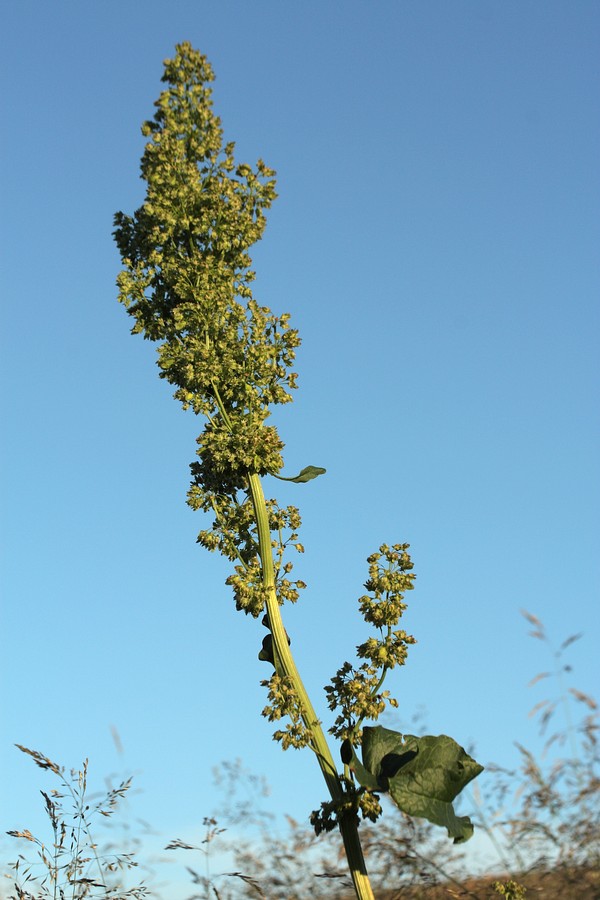 Изображение особи Rumex aquaticus.