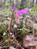 Calypso bulbosa. Верхушка цветущего растения. Иркутская обл., Братский р-н, Вихоревское уч. лесничество. 02.06.2023.