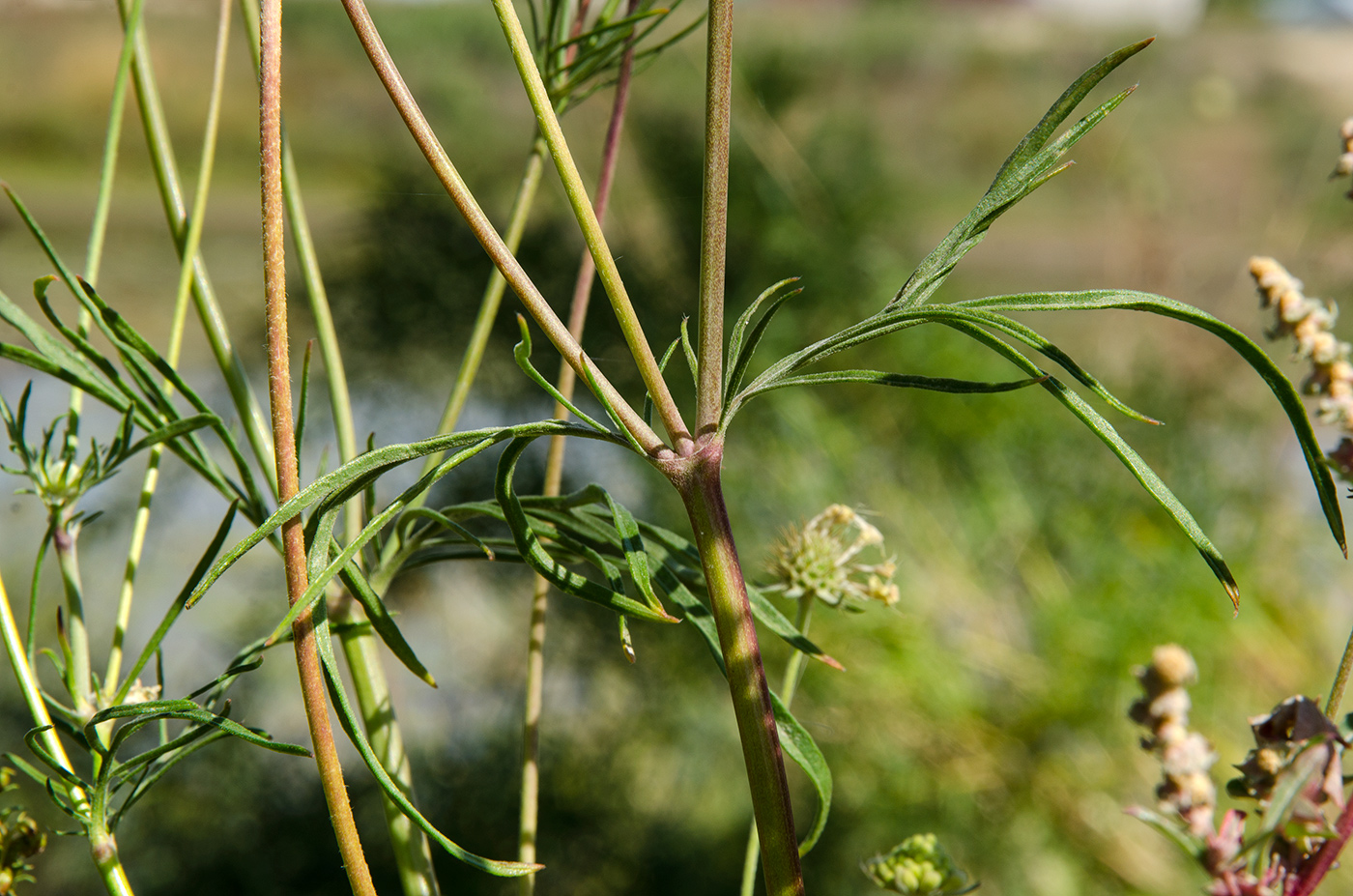 Изображение особи Scabiosa ochroleuca.