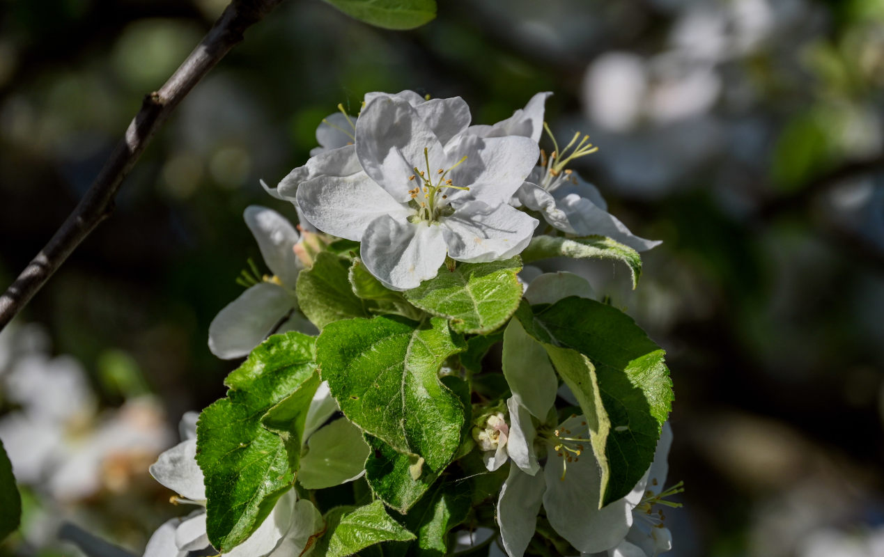 Изображение особи Malus domestica.