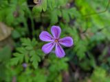 Geranium robertianum. Цветок. Краснодарский край, г/о Сочи, Адлерский р-н, долина р. Мзымта чуть выше с. Эстосадок. 12.10.2021.