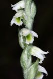 Spiranthes spiralis. Часть соцветия. Краснодарский край, г/о Сочи, Адлерский р-н, окр. с. Красная Воля, выс. ок. 240 м н.у.м., заросли кустарника по краю выпаса. 27 сентября 2023 г.