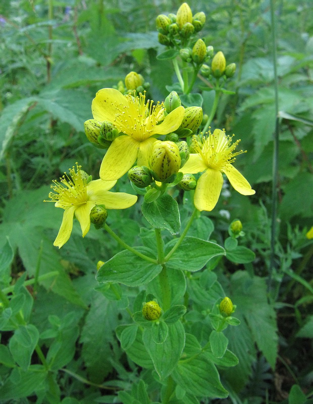 Изображение особи Hypericum maculatum.