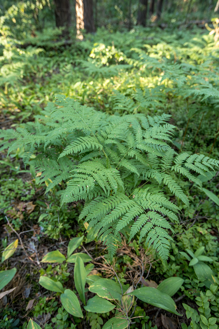 Image of Pteridium pinetorum specimen.